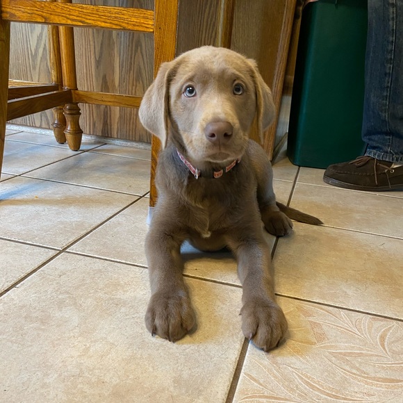 Meet your Posher, Stacey - Picture 1 of 1